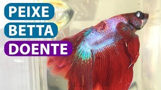 Peixe Betta Doente VEJA O QUE FAZER [upl. by Evoy]