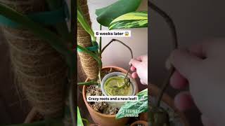 Monstera Plant Care Experiment Success Swiss Cheese Plant shorts [upl. by Enneyehs]