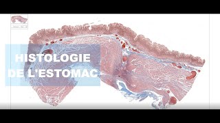 Histologie de lestomac [upl. by Araas601]