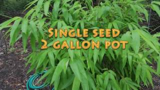 Moso Bamboo The difference between seed starting indoors vs outdoors Read Below [upl. by Pall]