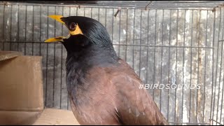 Myna bird song  myna bird sound  mynah bird singing BirdSounds [upl. by Montague655]