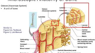 Microscopic Anatomy of Compact Bone [upl. by Airotkiv]