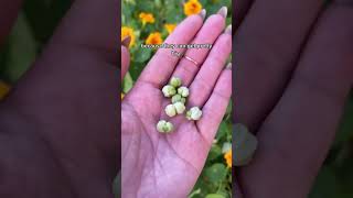 Everything you need to know about growing nasturtium in your garden edenbrothers garden flowers [upl. by Freddie]