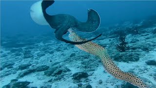 Moray Eels Attack Stingrays  Watch moray eels hunting and extremely dramatic confrontations [upl. by Willtrude]