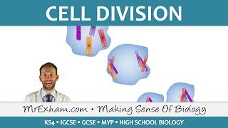 Mitosis Vs Meiosis  Differences  Infinity Learn [upl. by Dnumyar619]