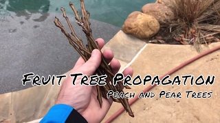 Fruit Tree Propagating  Mini Greenhouse Method [upl. by Ereynihc]