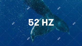 Sokół  52Hz Official Audio [upl. by Timon]