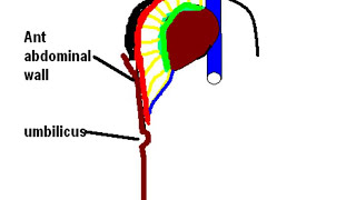 Falciform Ligament Your Guide to the Livers Anchor  Anatomy Explained [upl. by Enitsenre]