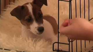 Crate Training Puppy Training Made Easy How To Crate Train Your Puppy [upl. by Alolomo]