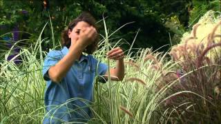 Blades and Plumes Garden Miscanthus Cultivars [upl. by Aicnerolf]