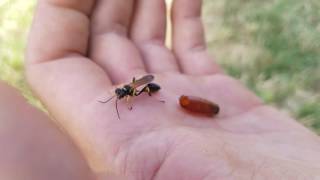 A mud dauber wasp is born [upl. by Glenden]