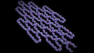 DNA Origami Single Strand [upl. by Fanechka372]