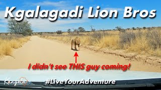 Lion Encounter in The Kgalagadi Transfrontier Park [upl. by Garihc]