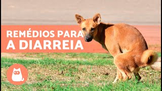 4 REMÉDIOS CASEIROS para DIARREIA em CÃES 🐶✅ [upl. by Ayom553]