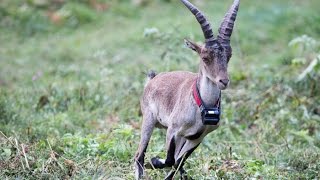 La réintroduction du bouquetin dans les Pyrénées [upl. by Adnoral]