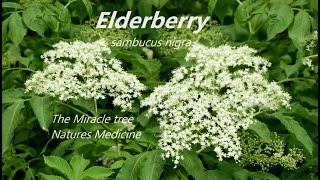 Elderberry Sambucus Nigra Natures Medicine Cabinet [upl. by Panchito11]