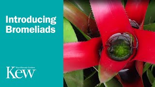 Introducing Bromeliads [upl. by Aratas457]