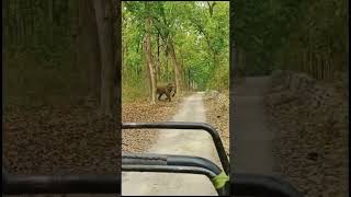 Jim Corbett National Park  Jungle Safari [upl. by Ahel]