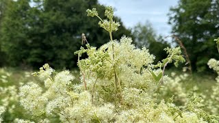 Meadowsweet is back [upl. by Airamak]