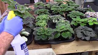 African VioletsSystemic treatment for thrips spider mites aphids mealy bugs [upl. by Petrie746]