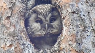 Raufußkauz Ruf Boreal Owl Call Chouette de Tengmalm Cri [upl. by Enimassej]