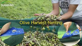 Durable Olive Harvest Netting [upl. by Otanutrof916]