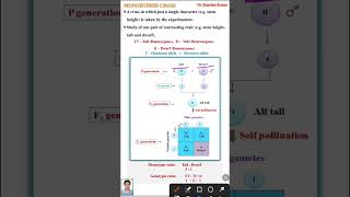 Monohybrid Cross  Genetics class 12 [upl. by Mima]