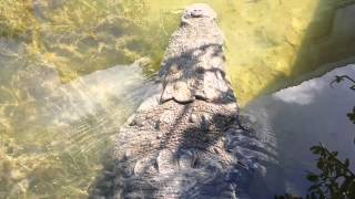 Big crocodile in lagoon in cancun [upl. by Galer]