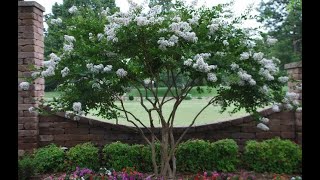 How to grow Beautiful Crape MyrtlesGarden Style nw [upl. by Nahtanhoj]