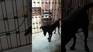 sadda kutta Tommy youtubeshorts shortfeed dog [upl. by Sonahpets]