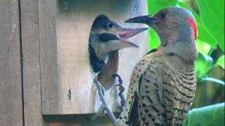 Northern Flicker Woodpeckers Feeding Babies [upl. by Enicnarf635]