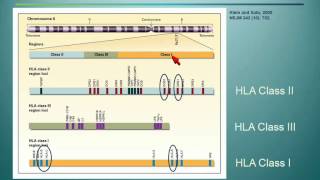 The Great Search  HLA Typing Donor Selection and Beyond [upl. by Nosreffej]