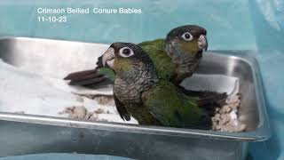 Crimson Bellied Conure 11 10 23 [upl. by Blithe]