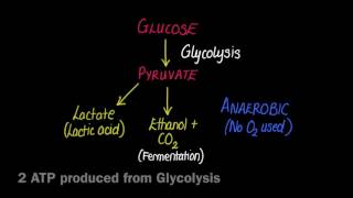 28 Anaerobic Respiration [upl. by Garbers907]