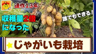 【自然栽培211】収穫2倍！ジャガイモ栽培13年の秘密！ [upl. by Ayatal]