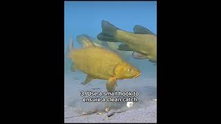 5 tips to catch more tench tench tenchfishing fishing fish [upl. by Errecart922]