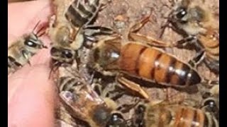 Queen Rearing Overview at BeeWeaver Honey Farm [upl. by Arral]