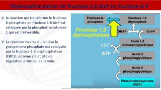 Métabolisme des glucides  Néoglucogenèse [upl. by Adyaj]