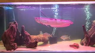 My red atabapo pike cichlids silver arowana siamese tiger fish and more [upl. by Merola]