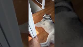 The Funny most AnimalFunnyAnimalVideo AnimalLaughs PetHumor HilariousPets AnimalComedy Animal [upl. by Elatan]