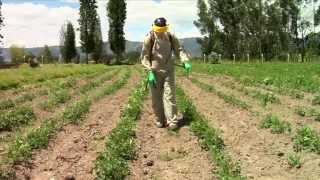 Pesticidewise spot spraying herbicides [upl. by Aissatsan]