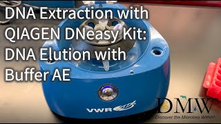 DNA Extraction with QIAGEN DNeasy Kit DNA Elution with Buffer AE [upl. by Iramo]