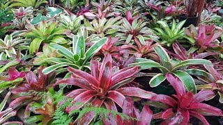 Neoregelia growing advice Step by steplets get gardening [upl. by Bondy827]