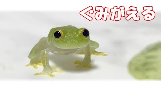 グミガエルが可愛すぎた。Cute Frog Video [upl. by Gney]