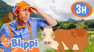 3 Hours of Educational Learning Blippi Visits Kualoa Ranch amp Explores Hawaii  Videos for Kids [upl. by Ezekiel]