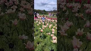 Our Tulip Festival in Holland Michigan [upl. by Plunkett]