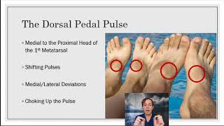 Pulse Assessment in Reflexology [upl. by Lacram321]