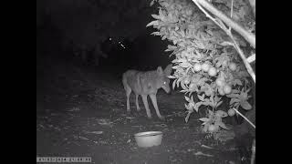 Coyote behavior sniffs rubs ground and marks [upl. by Ynar]