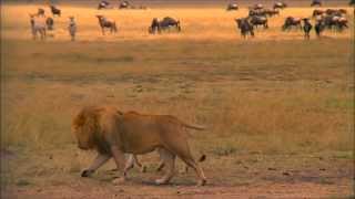 Ngorongoro Crater Tanzania HD Eighth Wonder of the World [upl. by Sherri]