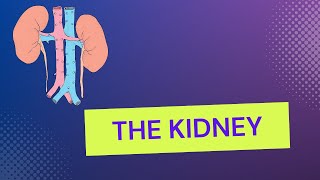 The kidney and homeostasis በአማርኛ Grade 10 Biology Unit 3 Part 12 [upl. by Mueller578]